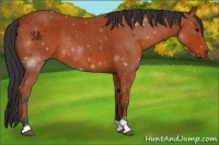 Horse Color:Bay Sabino 