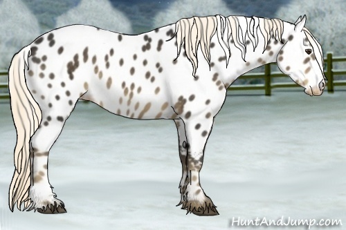 Horse Color:Liver Chestnut Appaloosa 