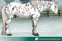 Horse Color:Liver Chestnut Mushroom Appaloosa 