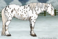 Horse Color:Liver Chestnut Appaloosa 