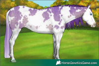 Horse Color:Watercolor White Spotted Brown Roan Splash Rabicano 