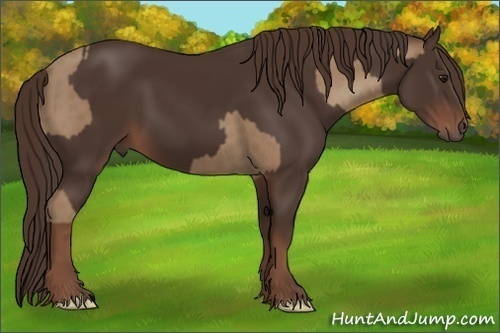 Horse Color:Classic Champagne  and Liver Chestnut 