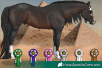Horse Color:Brown 