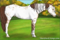 Horse Color:Amber Champagne Frame Near Leopard 