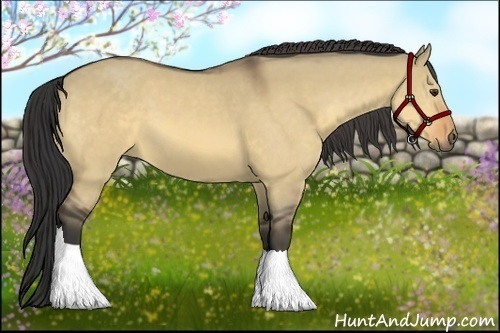 Horse Color:Buckskin Dun 