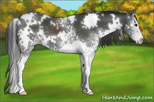 Horse Color:White Spotted Black 