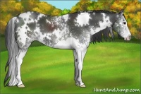 Horse Color:White Spotted Black