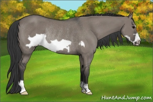 Horse Color:Grullo Frame Rabicano 