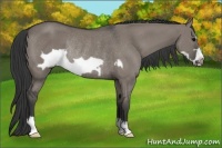 Horse Color:Grullo Frame Rabicano 