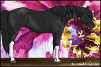Horse Color:Gray Black 