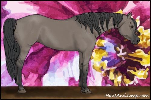 Horse Color:Grullo