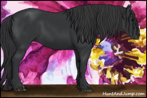 Horse Color:Black 