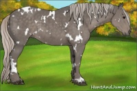 Horse Color:White Spotted Silver Black 