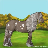 Horse Color:White Spotted Silver Grullo 