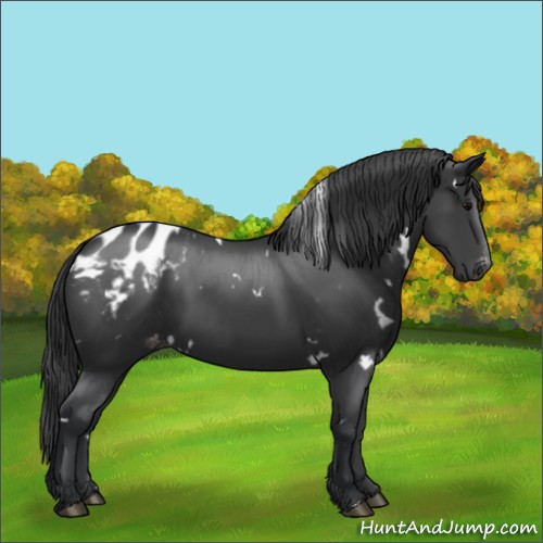 Horse Color:White Spotted Black Varnish Rabicano 