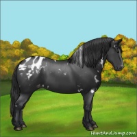 Horse Color:White Spotted Black Varnish Rabicano 