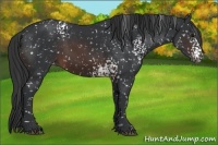 Horse Color:White Spotted Brown Appaloosa