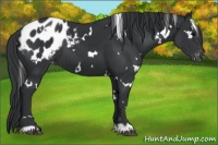 Horse Color:White Spotted Black Appaloosa 