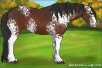 Horse Color:White Spotted Brown 