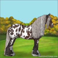 Horse Color:White Spotted Silver Brown Appaloosa 