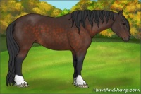 Horse Color:Brown 