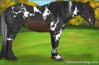 Horse Color:White Spotted Brown 