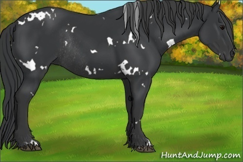 Horse Color:White Spotted Black Rabicano 