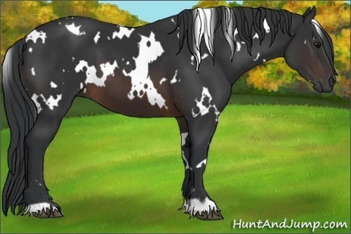 Horse Color:White Spotted Brown