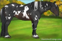 Horse Color:White Spotted Brown 