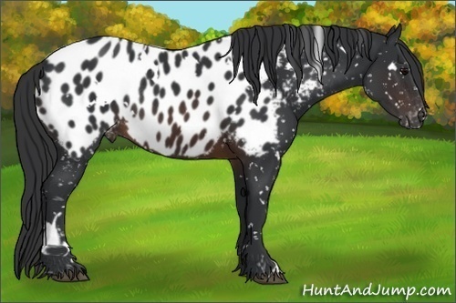 Horse Color:White Spotted Brown Appaloosa Rabicano 
