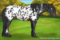 Horse Color:White Spotted Brown Near Leopard Rabicano 