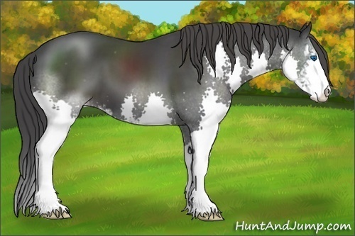 Horse Color:Black Sabino Splash Appaloosa