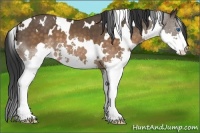 Horse Color:White Spotted Brown Splash 