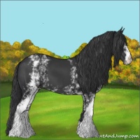 Horse Color:White Spotted Black