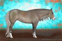 Horse Color:Silver Black Sabino Rabicano 