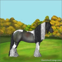 Horse Color:Black Tobiano 