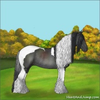 Horse Color:Black Tobiano Rabicano