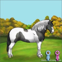 Horse Color:Black Sabino Tobiano Rabicano 