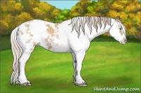 Horse Color:Chestnut Pearl Sabino 