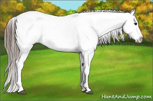 Horse Color:Blue Roan Snowcap 