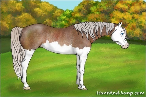 Horse Color:Silver Brown Sabino Splash Rabicano 