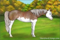 Horse Color:Silver Brown Sabino Splash Rabicano