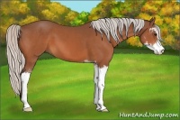 Horse Color:Silver Brown Sabino