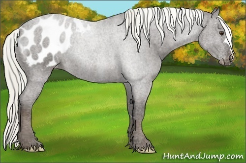 Horse Color:Liver Chestnut Appaloosa 