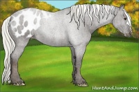 Horse Color:Liver Chestnut Appaloosa 