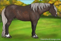 Horse Color:Silver Brown Sabino Rabicano 