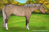 Horse Color:Silver Brown Dun Rabicano 