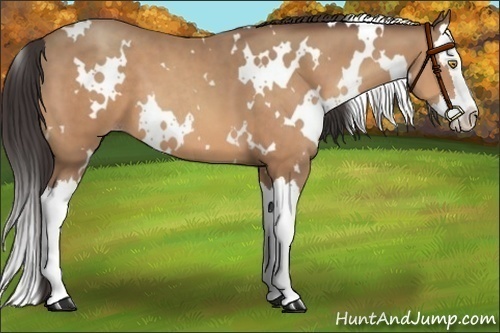 Horse Color:White Spotted Sable Champagne Splash 