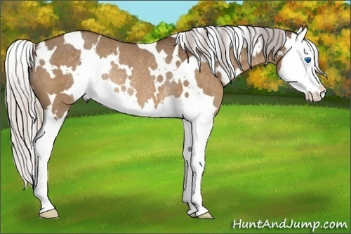 Horse Color:White Spotted Silver Brown Dun Splash Rabicano 