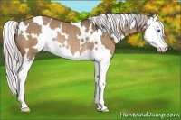 Horse Color:White Spotted Silver Brown Dun Splash Rabicano 